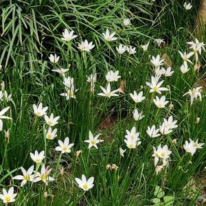 Meet your Posher, Pratibha